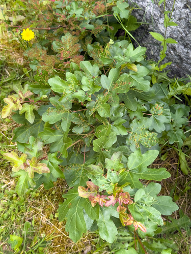 field maple