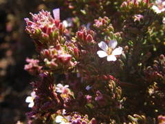 Frankenia ericifolia