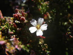 Frankenia ericifolia