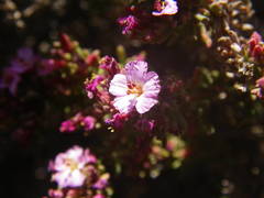 Frankenia ericifolia