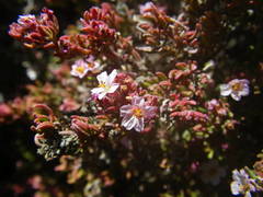 Frankenia ericifolia
