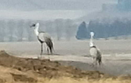 Wattled Crane