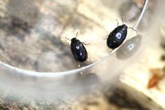 Platydema violacea