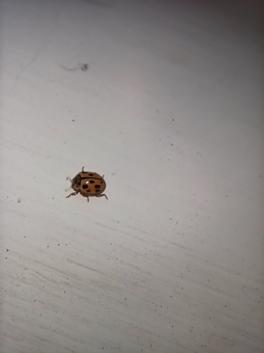 Fourteen-spotted Lady Beetle