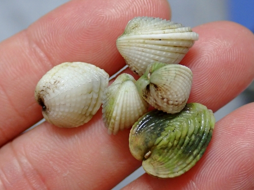 Fragum scruposum