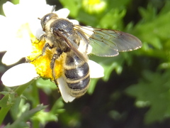 Campsomeriella annulata