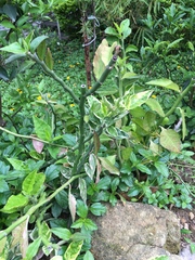 Euphorbia tithymaloides