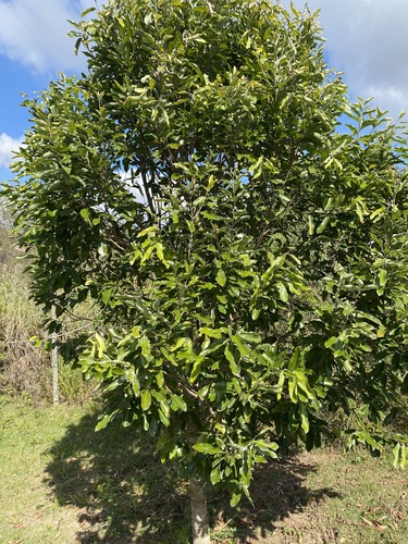 Moquilea tomentosa