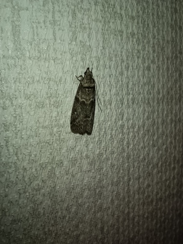 Locust bean moth