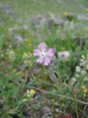 Silene subconica