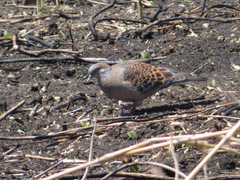 Streptopelia orientalis