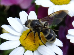 Campsomeriella annulata