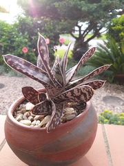 Gasteria bicolor