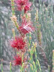 Allocasuarina paradoxa