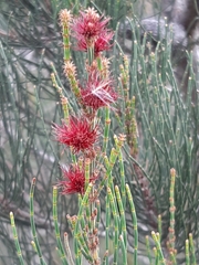 Allocasuarina paradoxa