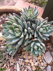 Aloe brevifolia