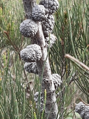 Allocasuarina paradoxa