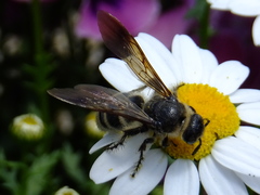 Campsomeriella annulata