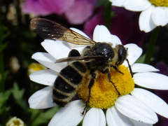 Campsomeriella annulata