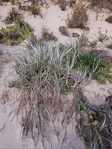 Spinifex hirsutus observed 2026-06-21