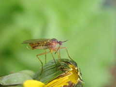 Empis trigramma