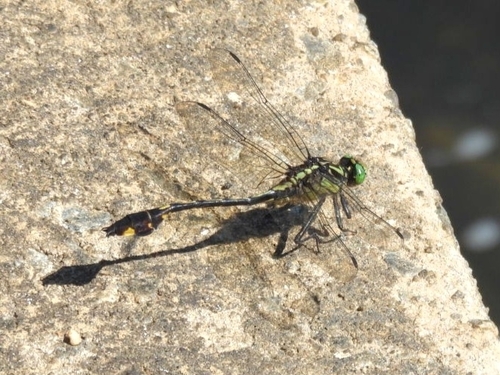 Blackwater Clubtail