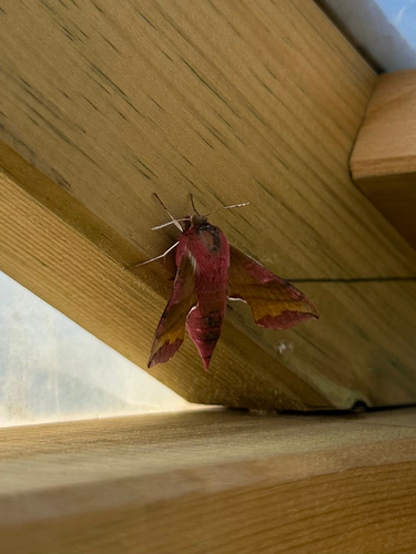 Small Elephant Hawkmoth