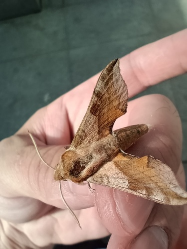 Small Elephant Hawkmoth