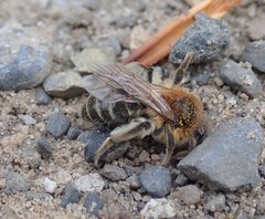 Andrena barbilabris