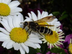 Campsomeriella annulata