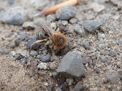 Andrena barbilabris
