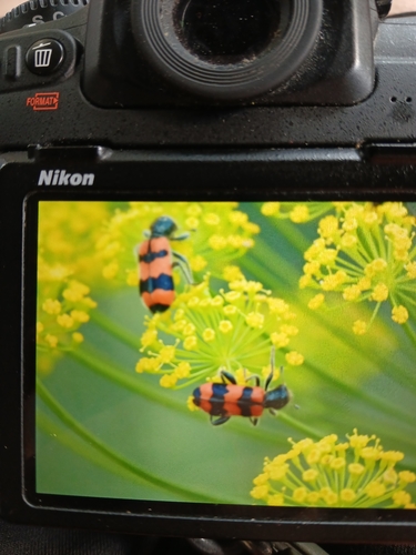 Bee-eating Beetle