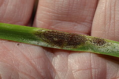 Uromyces hyacinthi