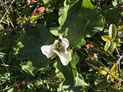 Trillium albidum