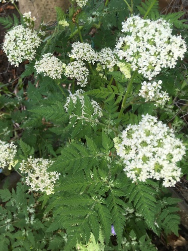 sweet cicely