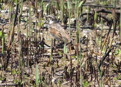 Turdus eunomus