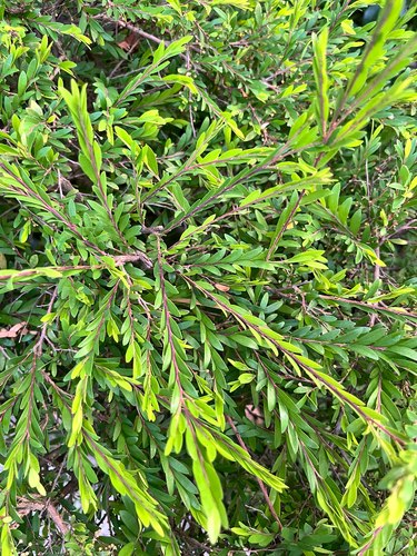 Phyllanthus myrtifolius observed 2026-06-21