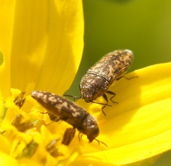 Acmaeodera neglecta