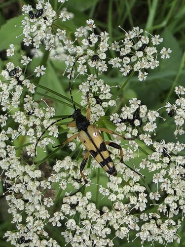 Spotted Longhorn Beetle