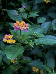 Lantana camara