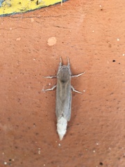 Phragmataecia castaneae