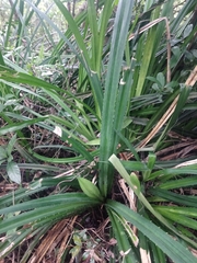 Pandanus kaida