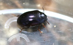 Platydema violacea