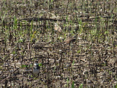 Turdus eunomus