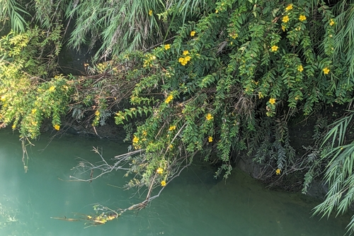 Hypericum subalatum observed 2026-06-20