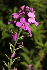 Erysimum linifolium