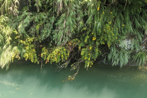 Hypericum subalatum, photograph 1