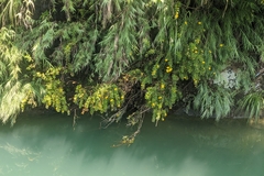 (c) 許文俊, some rights reserved (CC BY-SA) Hypericum subalatum, photograph (c) 許文俊, some rights reserved (CC BY-SA)