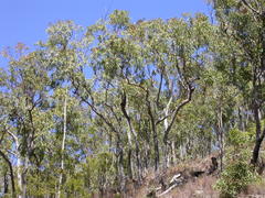 Corymbia rhodops