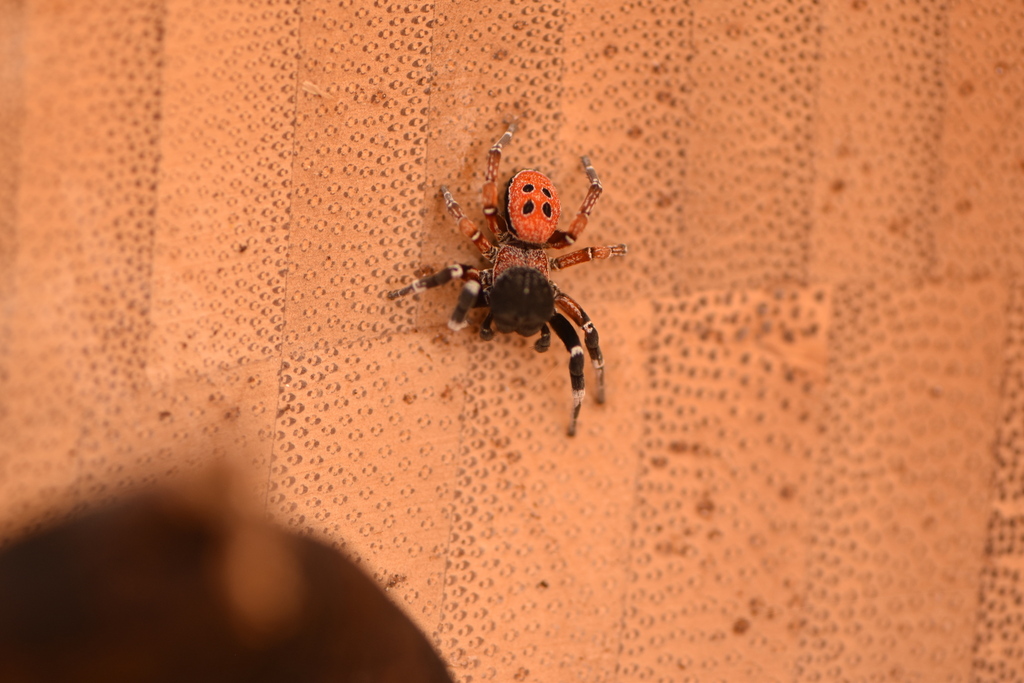 Eresus solitarius